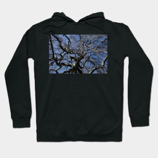 Bare tree with branches in winter, Germany Hoodie